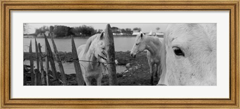 Framed Horses, Camargue, France Print