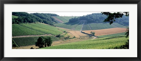 Framed France, Chablis, vineyards Print