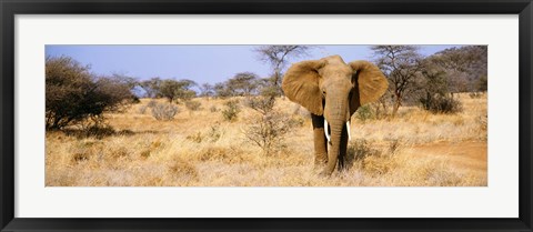 Framed Elephant, Somburu, Kenya, Africa Print