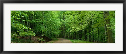 Framed Road Through a Forest near Kassel Germany Print