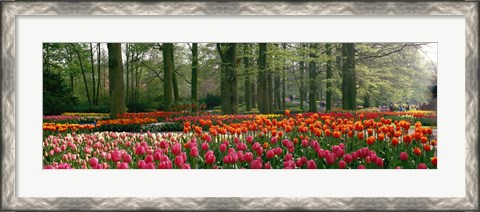 Framed Keukenhof Garden, Lisse, The Netherlands Print