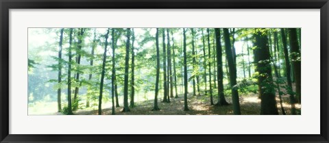 Framed Forest Scene with Fog, Odenwald, near Heidelberg, Germany Print