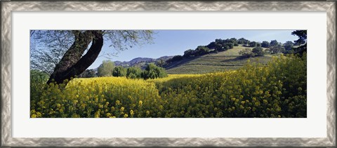 Framed Mustard Flowers Blooming In A Field, Napa Valley, California Print