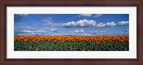 Framed Clouds over a tulip field, Skagit Valley, Washington State, USA Print