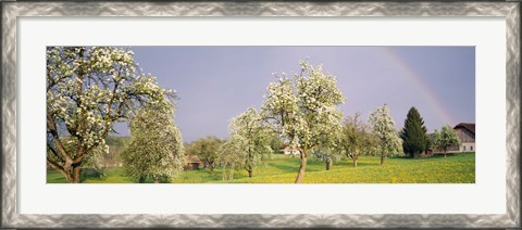 Framed Pear trees in a field (Pyrus communis), Aargau, Switzerland Print