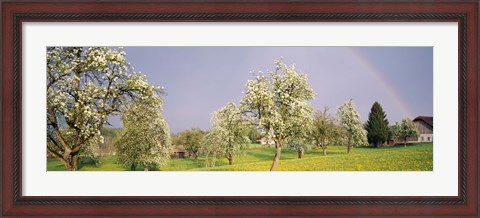 Framed Pear trees in a field (Pyrus communis), Aargau, Switzerland Print