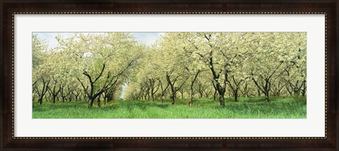 Framed Rows Of Cherry Tress In An Orchard, Minnesota, USA Print