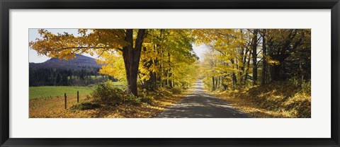 Framed Trees on both sides of a road, Danby, Vermont, USA Print
