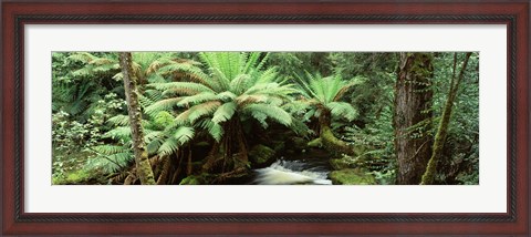Framed Rainforest, Mt. Field National Park, Tasmania, Australia Print