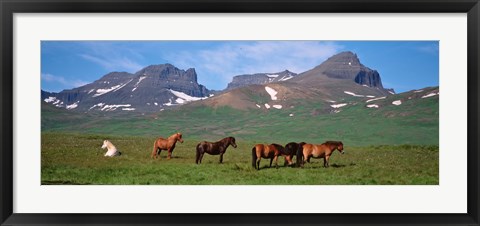 Framed Horses in Borgarfjordur, Iceland Print