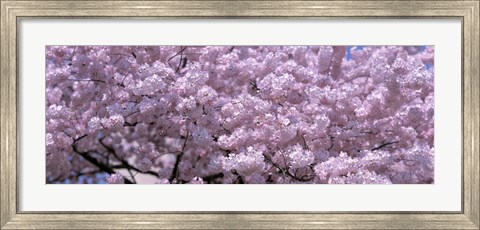 Framed USA, Washington DC, Close-up of cherry blossoms Print
