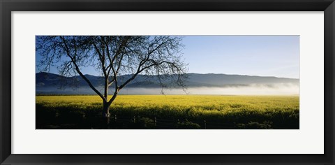 Framed Fog over crops in a field, Napa Valley, California, USA Print