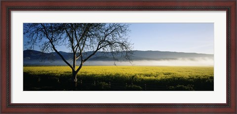 Framed Fog over crops in a field, Napa Valley, California, USA Print