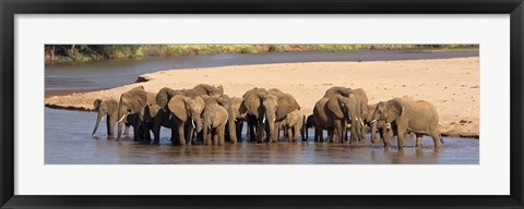 Framed Herd of African elephants at a river Print