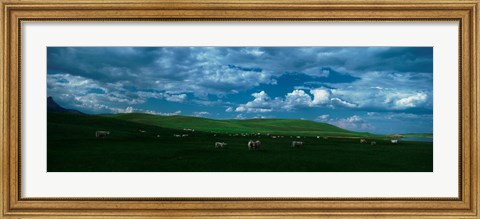 Framed Charolais cattle grazing in a field, Rocky Mountains, Montana, USA Print