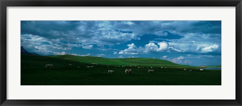 Framed Charolais cattle grazing in a field, Rocky Mountains, Montana, USA Print