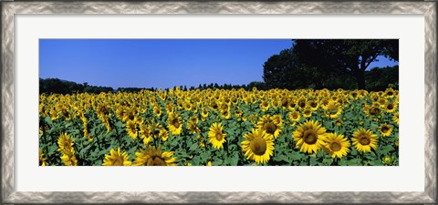 Framed Sunflowers In A Field, Provence, France Print