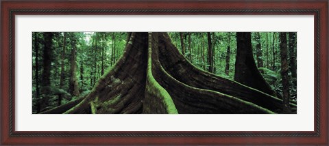 Framed Roots of a giant tree, Daintree National Park, Queensland, Australia Print