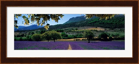 Framed Mountain behind a lavender field, Provence, France Print