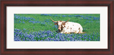 Framed Texas Longhorn Cow Sitting On A Field, Hill County, Texas, USA Print