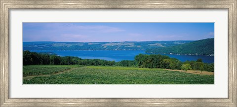 Framed High angle view of a vineyard near a lake, Keuka Lake, Finger Lakes, New York State, USA Print