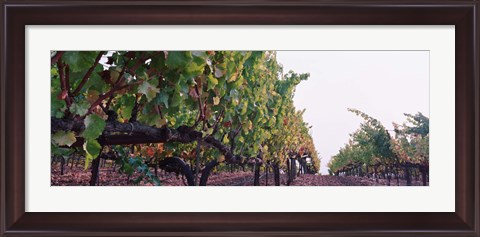 Framed Crops in a vineyard, Sonoma County, California, USA Print