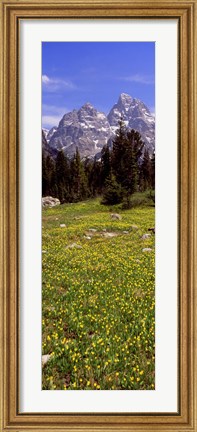 Framed Glacier lilies on a field, North Folk Cascade Canyon, Grand Teton National Park, Wyoming, USA Print