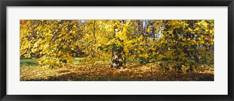Framed Trees in autumn, Stuttgart, Baden-Wurttemberg, Germany Print
