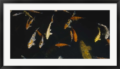 Framed Close-up of a school of fish in an aquarium, Japanese Koi Fish, Capitol Aquarium, Sacramento, California, USA Print