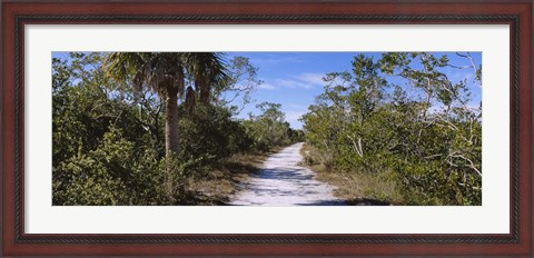 Framed Dirt road passing through a forest, Indigo Trail, J.N. Ding Darling National Wildlife Refuge, Sanibel Island, Florida, USA Print