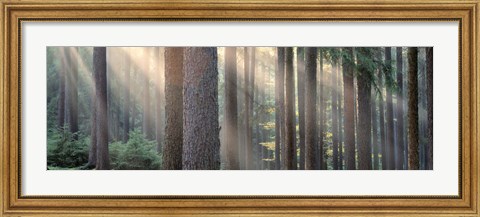 Framed Sunlight shining through trees in a forest, South Bohemia, Czech Republic Print