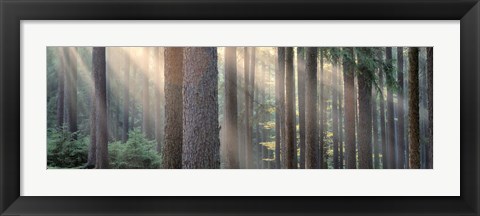 Framed Sunlight shining through trees in a forest, South Bohemia, Czech Republic Print