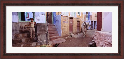 Framed Boy and a bull in front of building, Jodhpur, Rajasthan, India Print