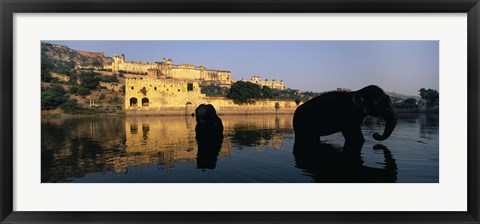 Framed Silhouette of two elephants in a river, Amber Fort, Jaipur, Rajasthan, India Print