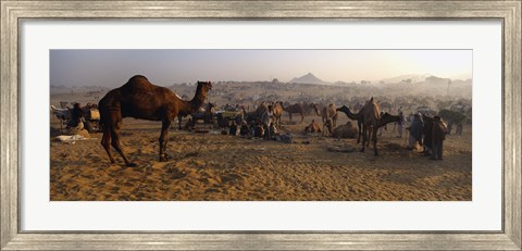 Framed Camels in a fair, Pushkar Camel Fair, Pushkar, Rajasthan, India Print