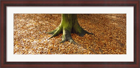 Framed Low section view of a tree trunk, Berlin, Germany Print