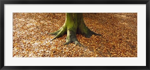 Framed Low section view of a tree trunk, Berlin, Germany Print