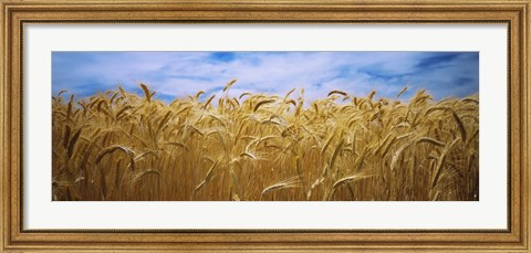 Framed Wheat crop growing in a field, Palouse Country, Washington State Print