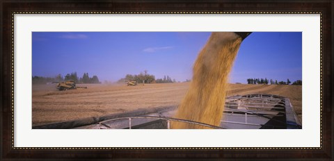 Framed Soybeans harvesting, Minnesota Print