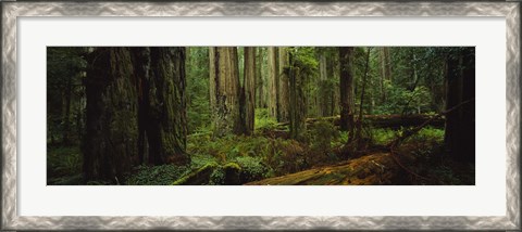 Framed Hoh Rainforest Trees, Olympic National Park Print