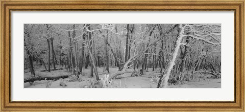 Framed Snow Covered Trees in Alberta, Canada Print