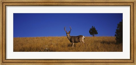 Framed Mule Deer in Field Print
