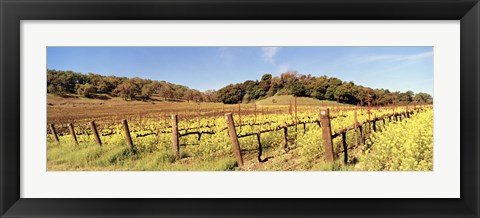 Framed Mustard Flowers in a Field, Napa Valley, California Print