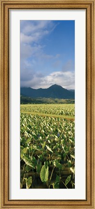 Framed Taro crop in a field, Hanalei Valley, Kauai, Hawaii, USA Print