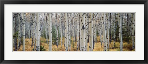 Framed Aspen trees in a forest, Alberta, Canada Print