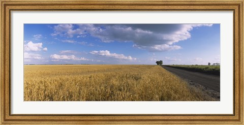 Framed Wheat crop in a field, North Dakota, USA Print