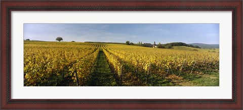 Framed Panoramic view of vineyards, Schloss Vollrads, Johannisberg, Oestrich-Winkel, Rheingau, Germany Print
