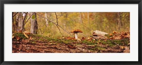 Framed Mushroom on a tree trunk, Baden-Wurttemberg, Germany Print