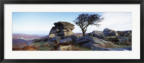 Framed Bare tree near rocks, Haytor Rocks, Dartmoor, Devon, England Print
