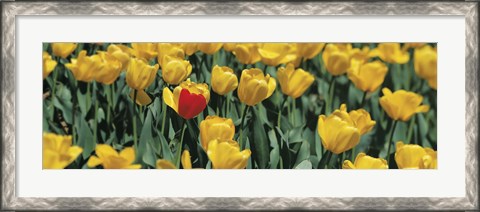 Framed Yellow tulips in a field Print
